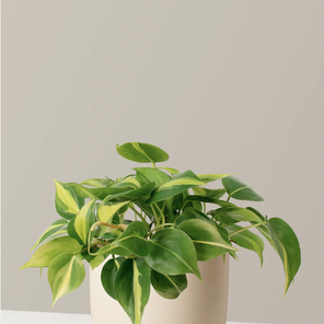 Филодендрон Бразил